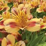 Alstroemeria Princess Lily Sara Pplplisar - Garden Express Australia