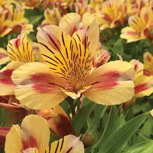 Princess Lily Sara (pbr) Princess Lily Sara (pbr)