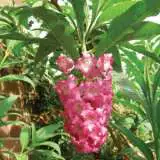 Buddleja Colvilei Par Imc At En Wikipedia Cc By Sa 3 Pplbudcol - Garden Express Australia