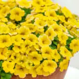 Calibrachoa Calipetite Yellow Pplcalcyl - Garden Express Australia