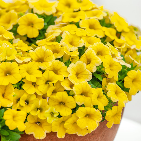 Calibrachoa Calipetite Yellow