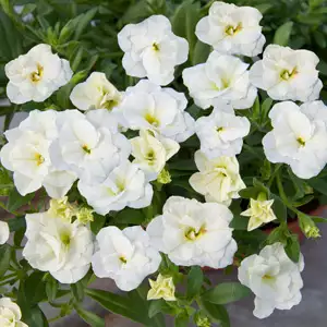 Calibrachoa Growing Guide Calibrachoa Minifamous Double White Lpocalmdw - Garden Express Australia