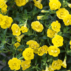 Calibrachoa Minifamous Double Yellow Lpocalmdy - Garden Express Australia