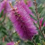 Mushroom Growing Guide Callistemon Purple Cloud Lpocalpcl - Garden Express Australia