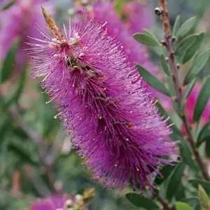 Callistemon Purple Cloud