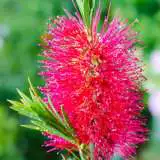 Callistemon Western Glory Lpocalwgl - Garden Express Australia