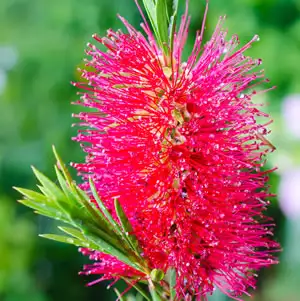 Callistemon Western Glory