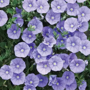 Convolvulus Blue 68mm Convolvulus Blue 68mm