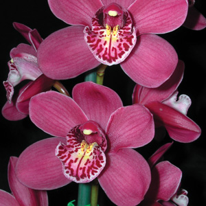 Cymbidium Orchid Lancashire Ruby Paradisia Pplcymlrp - Garden Express Australia