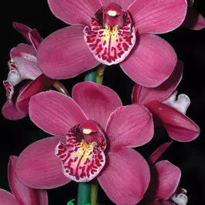 Cymbidium Orchid Growing Guide Cymbidium Orchid Lancashire Ruby Paradisia Pplcymlrp - Garden Express Australia