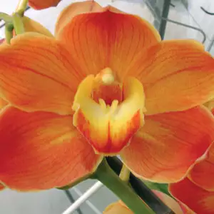Cymbidium Orchid Growing Guide Cymbidium Orchid Trinity Ra Pplcymtra - Garden Express Australia