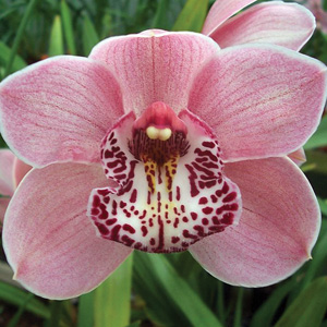Cymbidium Orchid Valley Freestyle Heaven Scent Pplcymvhs - Garden Express Australia