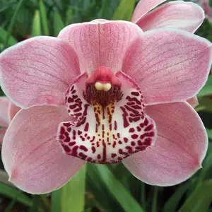 Cymbidium Orchid Growing Guide Cymbidium Orchid Valley Freestyle Heaven Scent Pplcymvhs - Garden Express Australia