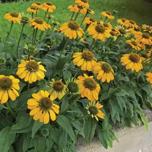 Cyclamen Growing Guide Echinacea Sombrero Lemon Yellow Pplechsye - Garden Express Australia