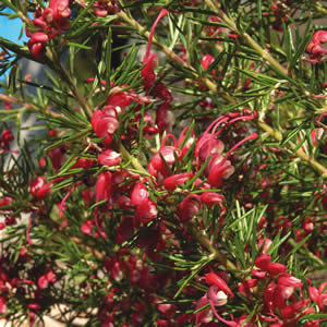 Grevillea Cherry Ripe - Garden Express Australia