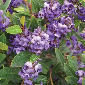 Dichondra Repens Growing Guide Hardenbergia Sweetheart Lpoharswe - Garden Express Australia