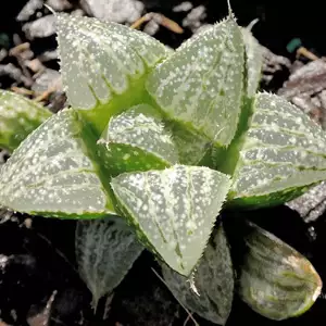 Cyclamen Growing Guide Haworthia Snowscene Pplhawssc - Garden Express Australia