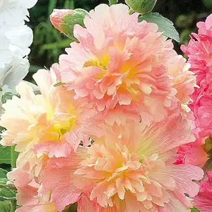 Hollyhock Growing Guide Hollyhock Spring Celebrity Apricot Pplholsca - Garden Express Australia