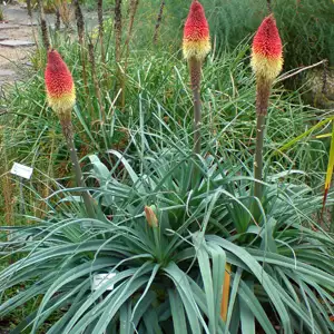 Kniphofia Caulescens