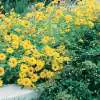 Annual Versus Perennial: What’s the Difference? Perennial Sunflower Pplsflper - Garden Express Australia