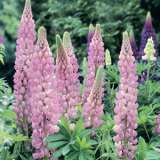 Russell Lupin Pink