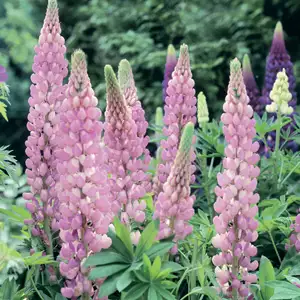 Russell Lupin Growing Guide Russell Lupin Pink Pplrlupin - Garden Express Australia