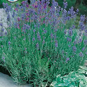 Seed – Lavender English Dwarf