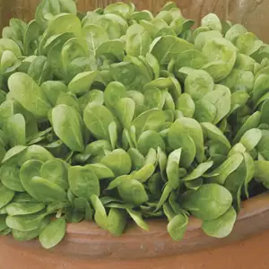 Seed – Spinach Lazio F1
