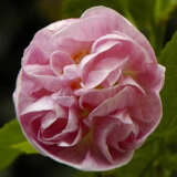 Abutilon Pink Swirls Lpoabupsw - Garden Express Australia