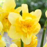 Daffodil Safina Daffodil Safina