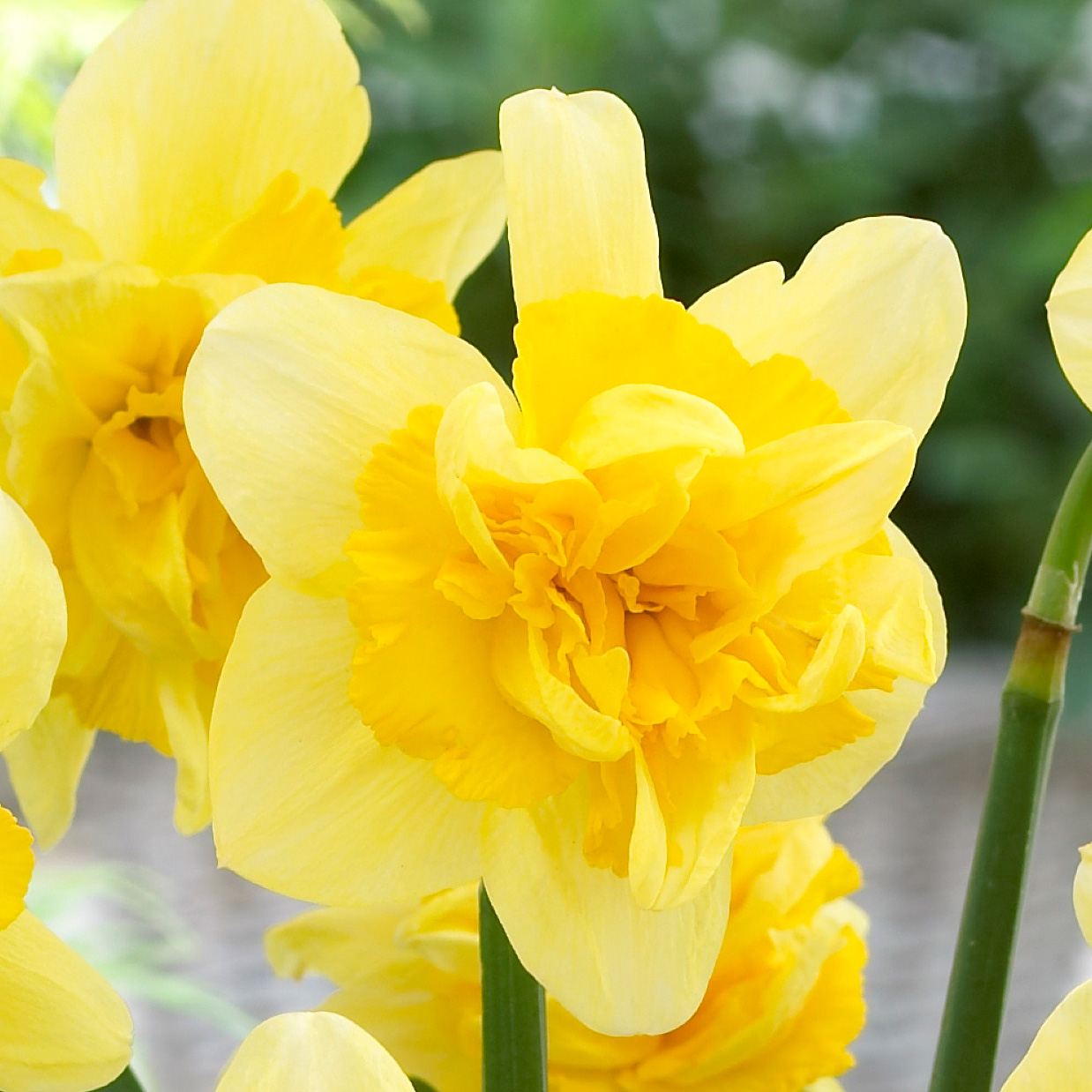 Daffodil Safina Daffodil Safina