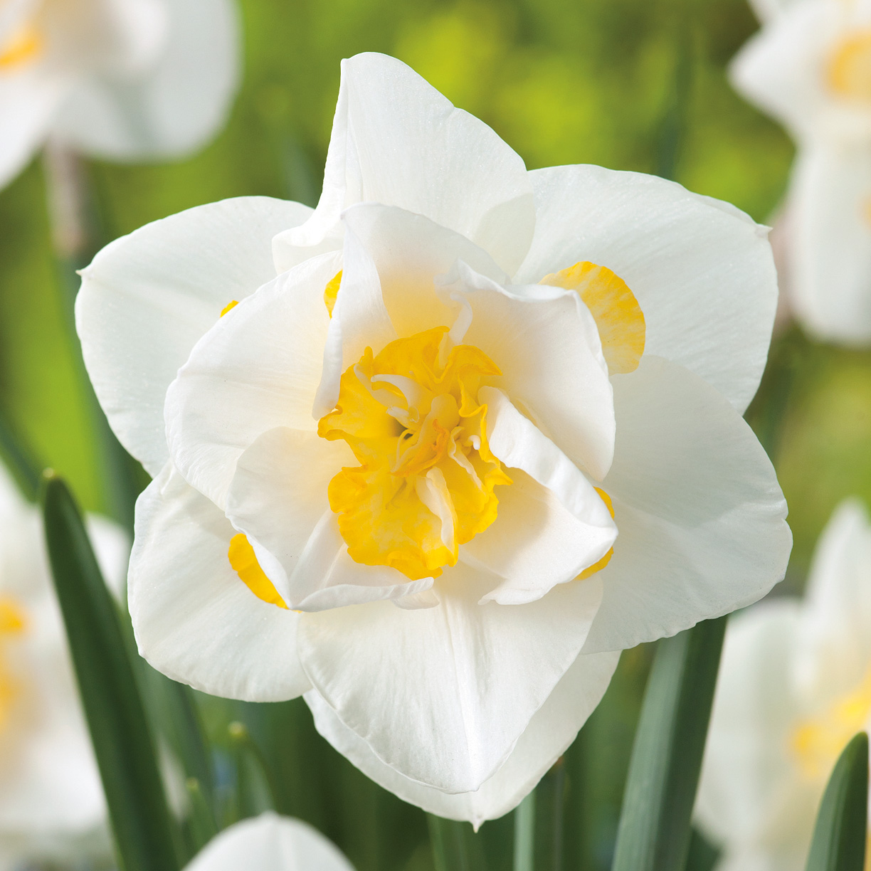 Daffodil White Lion