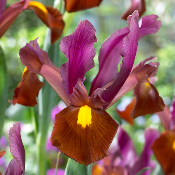 Dutch Iris Red Ember
