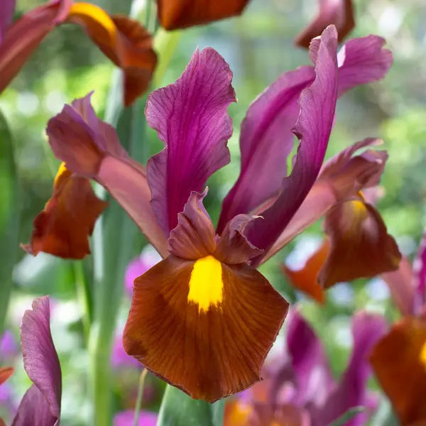 Dutch Iris Red Ember