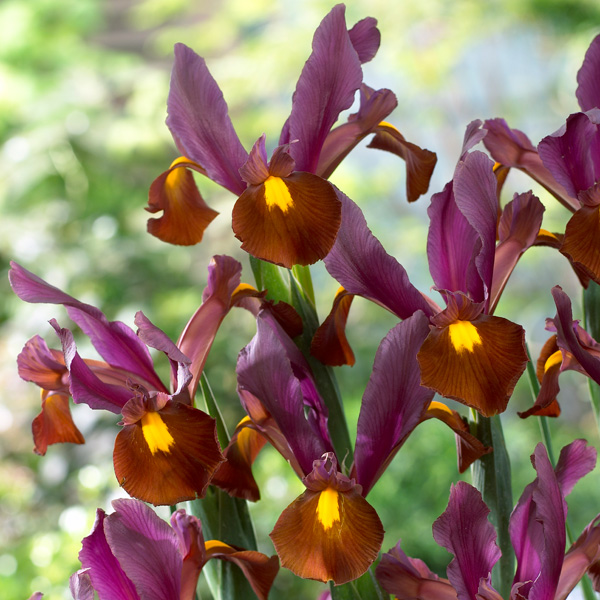 Dutch Iris Red Ember