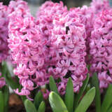 Hyacinth Fondant Pkhyafon 2025 - Garden Express Australia