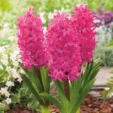 Hyacinth Jan Bos Pkhyajbo 2025 - Garden Express Australia