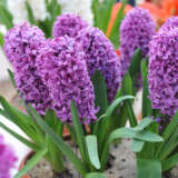 Hyacinth Splendid Cornelia Pkhyasco 2025 - Garden Express Australia