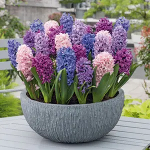 Hyacinth Fondant