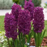 Hyacinth Woodstock 2 Pkhyawoo 2025 - Garden Express Australia