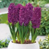 Hyacinth Fondant Hyacinth Fondant