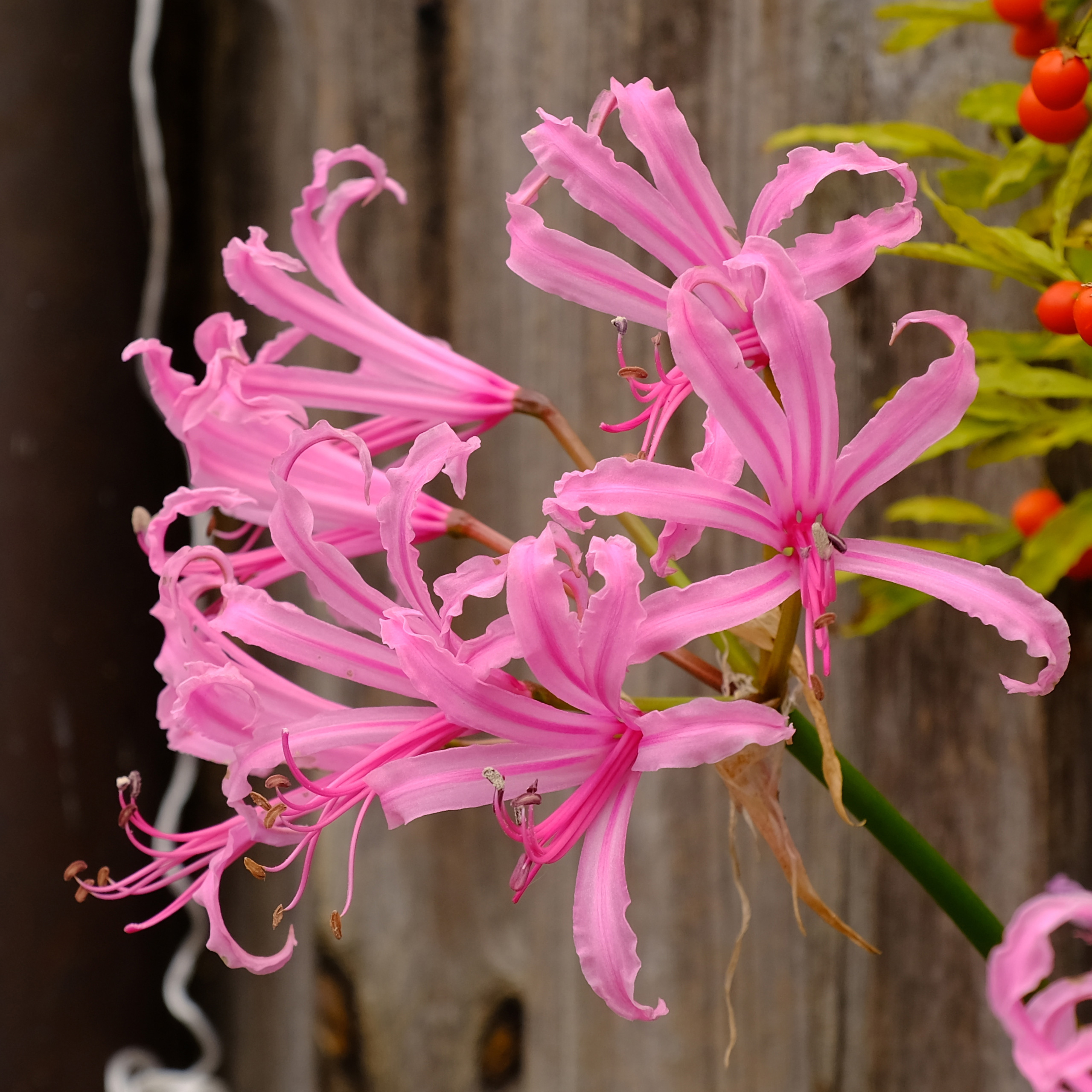 Nerine Pink Nerine Pink