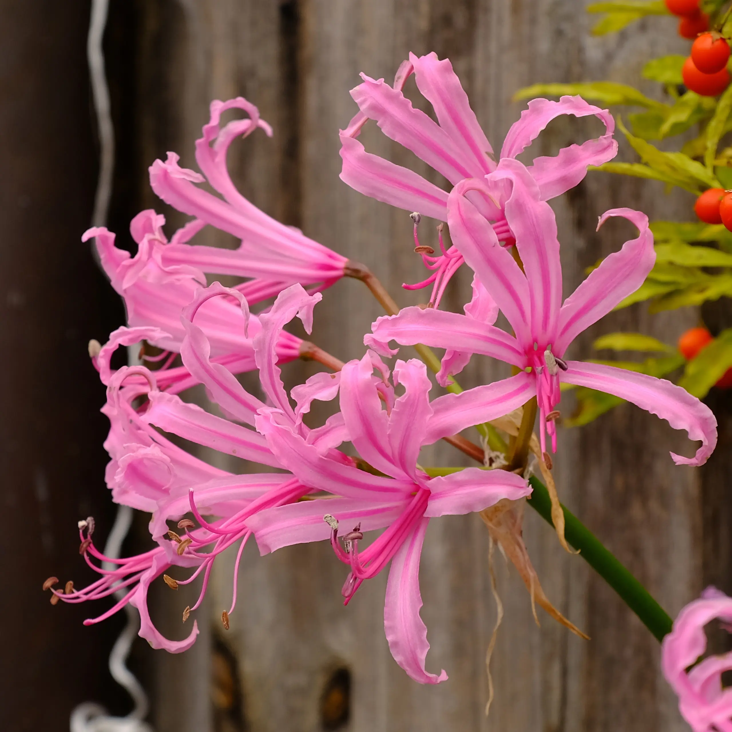 Nerine Pink