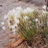 Sea Daffodil Sea Daffodil