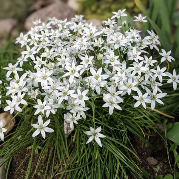 Star Of Bethlehem