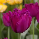 Tulip Curly Sue Tulip Curly Sue