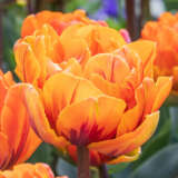 Tulip Orange Princess