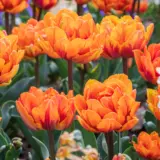 Tulip Orange Princess Pktulopr 2026 - Garden Express Australia