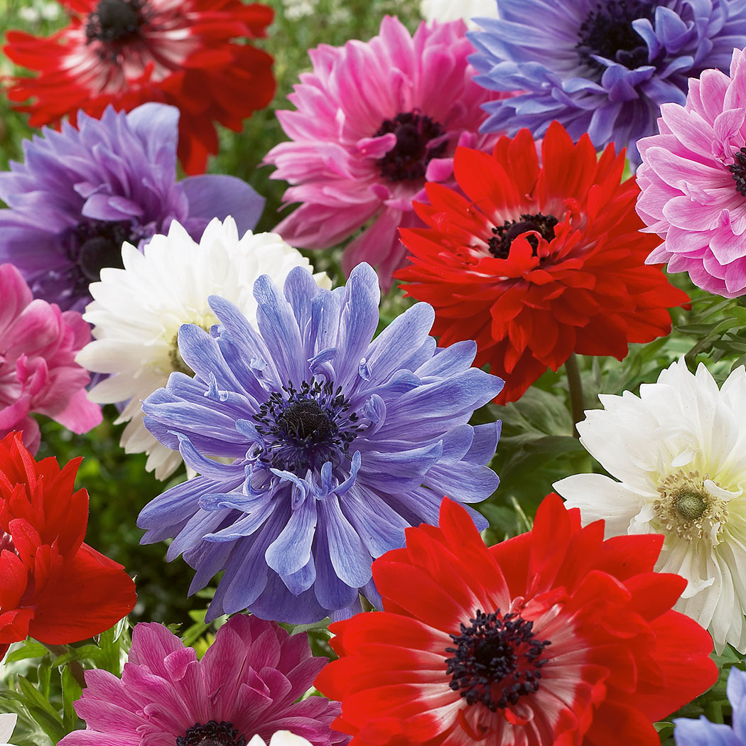 Anemone Double Mixed Garden Express