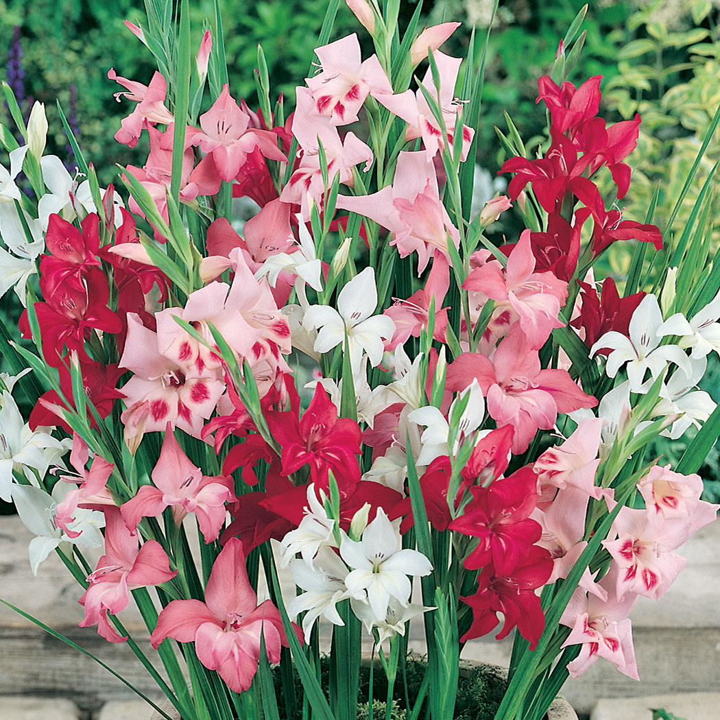 BABY GLADIOLI MIXED Garden Express